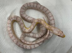 画像1: コーンスネーク（スノー）  国内CB (1)