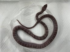 画像2: コーンスネーク（ピューター）  国内CB (2)