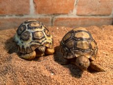 画像1: ヒョウモンリクガメ　ケニアCB (1)