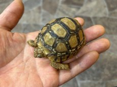 画像3: ヒョウモンリクガメ　ケニアCB (3)