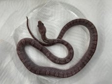 画像1: コーンスネーク（ピューター）  国内CB (1)