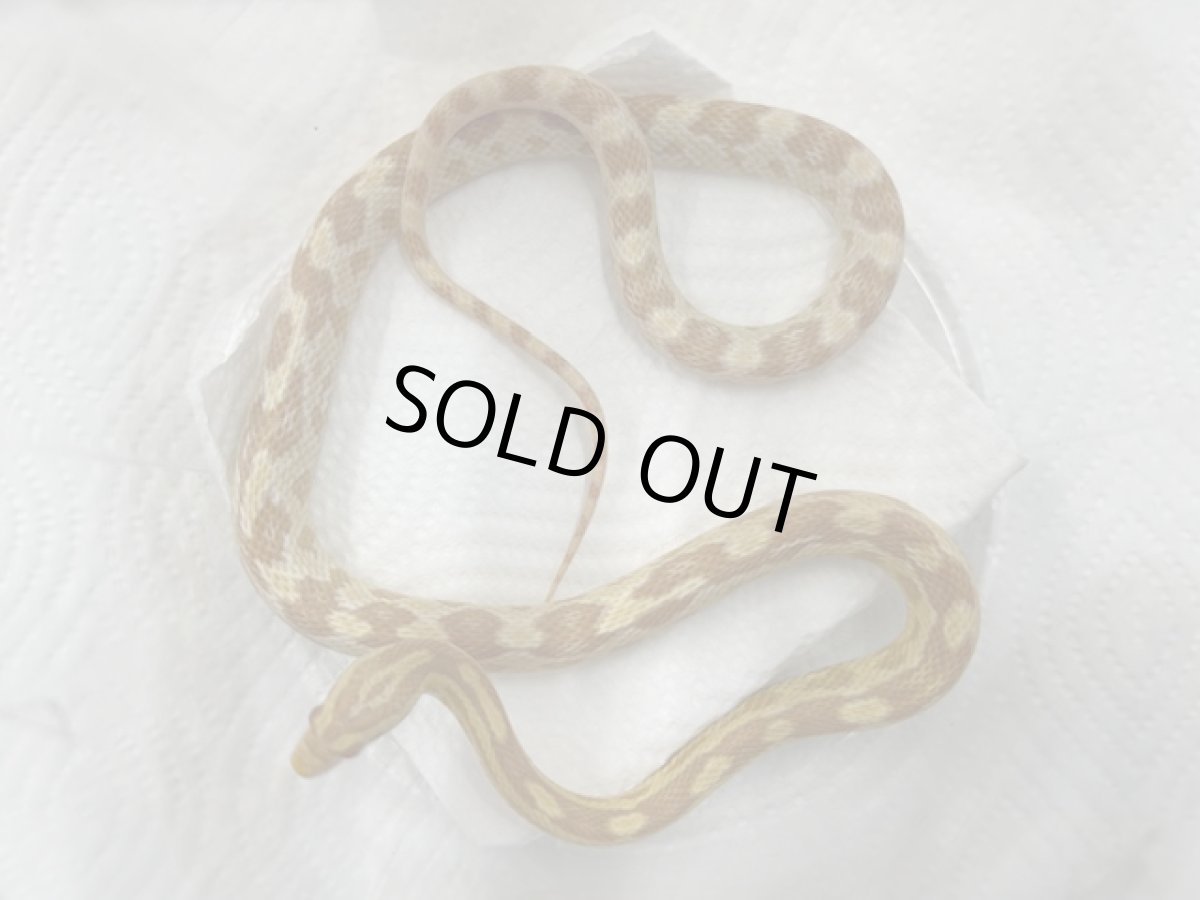 画像1: コーンスネーク（バター）  国内CB (1)