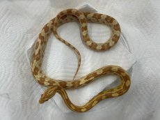 画像1: コーンスネーク（バター）  国内CB (1)