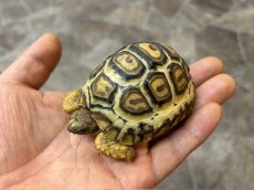 画像4: ヒョウモンリクガメ　ケニアCB (4)