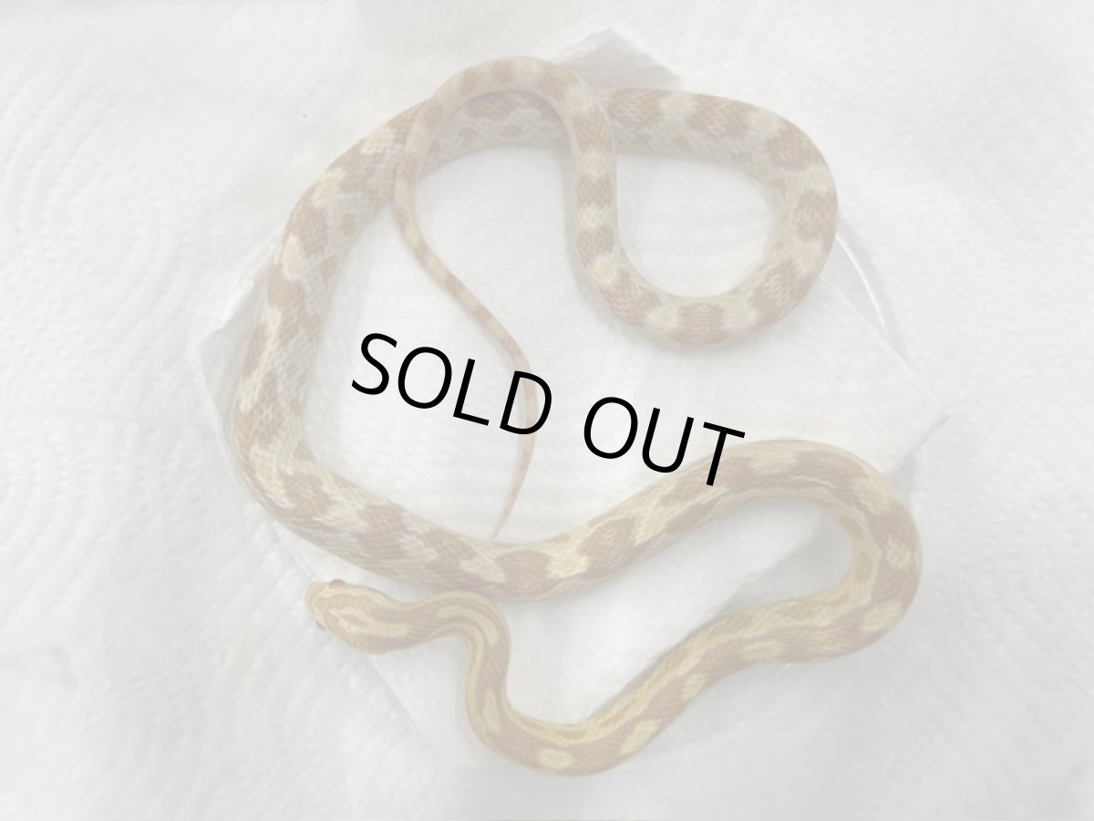 画像2: コーンスネーク（バター）  国内CB (2)