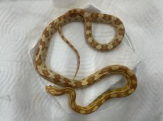 画像2: コーンスネーク（バター）  国内CB (2)