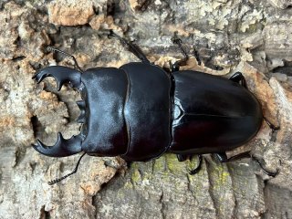 クワガタムシ - ペットショップCOLORS