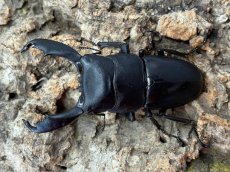 画像1: スラウェシオオヒラタ　スラウェシ島パロロ・パル産　ペア（累代WD♂70mm UP ♀Free mm) (1)