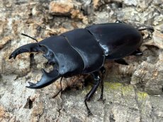 画像3: アルキデスヒラタクワガタ　 アチェ州・ブランケジェレン産　ペア（累代WD♂70mm UP ♀Free mm) (3)