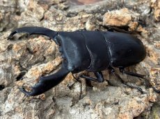 画像3: スラウェシオオヒラタ　スラウェシ島パロロ・パル産　ペア（累代WD♂70mm UP ♀Free mm) (3)