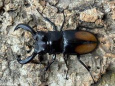 画像1: パリーフタマタクワガタ　スマトラ島ジャンピ産 ペア（累代WD♂70mm UP  ♀Free mm ） (1)