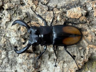 クワガタムシ - ペットショップCOLORS