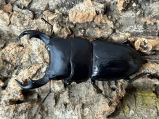 画像1: パリーオオクワガタ（ジャワ東部）原名亜種　ジャワ島アルゴプーロ産 ペア（累代WD  ♂70mm UP ♀Freemm ) (1)