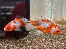 画像2: 隼人錦（長洲産）±8cm (2)