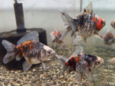 画像1: トリカラーだるま琉金  ±5cm (1)