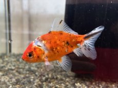 画像3: 隼人錦（長洲産）±8cm (3)