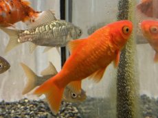 画像4: ドラゴンスケール和金（長洲産）±9cm (4)