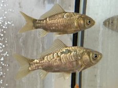 画像2: ドラゴンスケール和金（長洲産）±9cm (2)