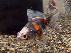 画像4: トリカラーだるま琉金  ±5cm (4)