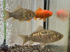 画像3: ドラゴンスケール和金（長洲産）±9cm (3)