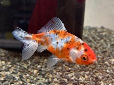 画像1: 隼人錦（長洲産）±8cm (1)