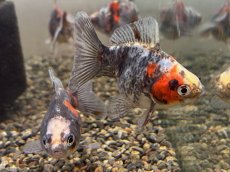 画像3: トリカラーだるま琉金  ±5cm (3)