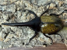 画像1: DH.ヘラクレス　グアドループ産　ペア（累代CB♂135mm 2025/10月 ♀Free mm 2025/10月羽化) (1)