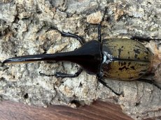 画像1: DH.ヘラクレス　グアドループ産　ペア（累代CB♂136mm 2025/11月 ♀Free mm 2025/10月羽化) (1)