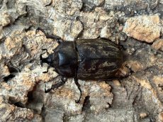 画像1: サビイロカブト　マレーシア・キャメロンハイランド産　ペア（累代CB ♂Free mm ♀Free mm 2025/11月羽化) (1)