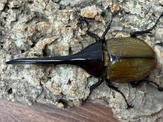 画像1: DH.ヘラクレス　グアドループ産　ペア（累代CB♂136mm 2025/10月 ♀Free mm 2025/10月羽化) (1)