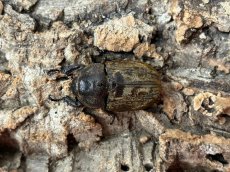 画像2: サビイロカブト　マレーシア・キャメロンハイランド産　ペア（累代CB ♂Free mm ♀Free mm 2025/11月羽化) (2)