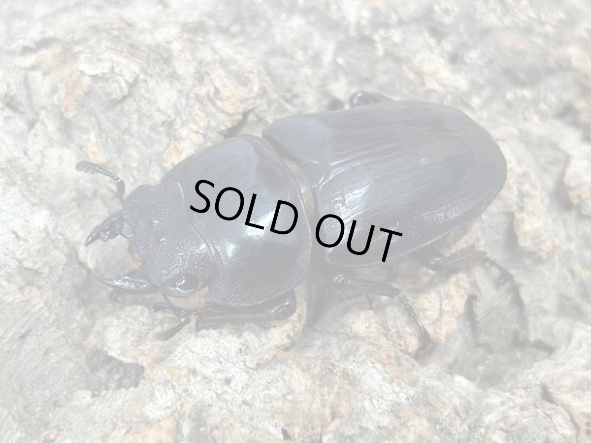 画像1: 国産オオクワガタ　京都府 亀岡市産【♀単品】（累代CB ♀50mm 2025/4月羽化） (1)