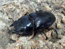 画像1: 国産オオクワガタ　京都府 亀岡市産【♀単品】（累代CB ♀49mm 2025/4月羽化） (1)