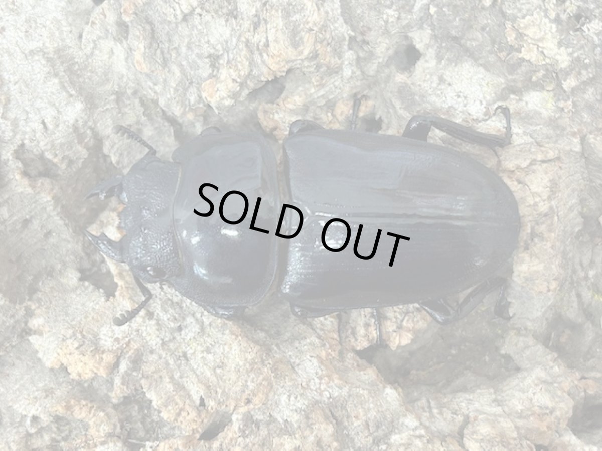 画像2: 国産オオクワガタ　京都府 亀岡市産【♀単品】（累代CB ♀50mm 2025/4月羽化） (2)