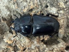 画像2: 国産オオクワガタ　京都府 亀岡市産【♀単品】（累代CB ♀49mm 2025/4月羽化） (2)