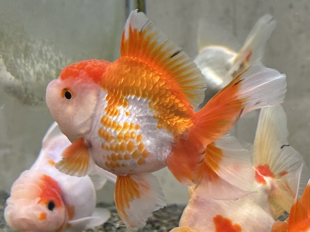 画像3: オランダ  色MIX （後藤）±12cm (3)