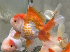 画像3: オランダ  色MIX （後藤）±12cm (3)