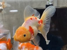 画像4: オランダ  色MIX （後藤）±12cm (4)