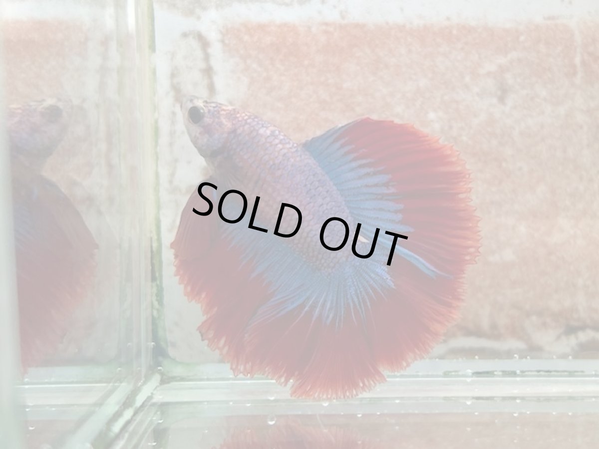 画像1: ベタ　ダブルテール ♂ (1)