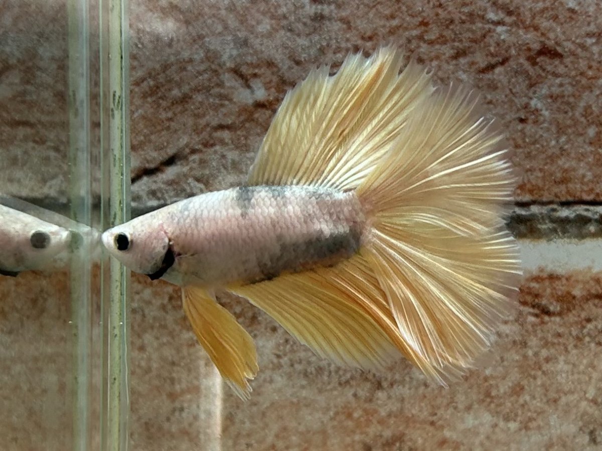 画像1: ベタ　ダブルテール ♂ (1)