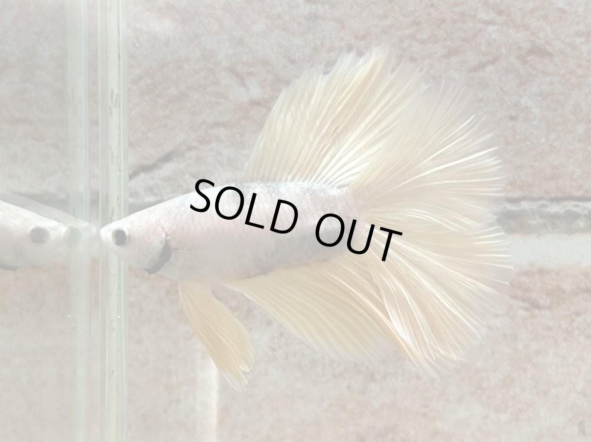 画像1: ベタ　ダブルテール ♂ (1)