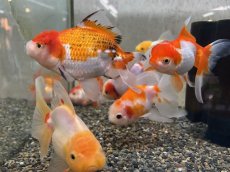 画像1: オランダ  色MIX （後藤）±12cm (1)