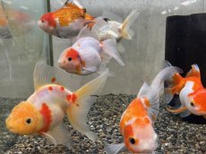 画像2: オランダ  色MIX （後藤）±12cm (2)