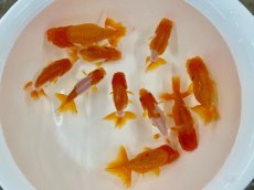 画像2: 宇野系らんちゅう（愛好家物）5〜8cm (2)