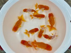 画像1: 宇野系らんちゅう（愛好家物）5〜8cm (1)