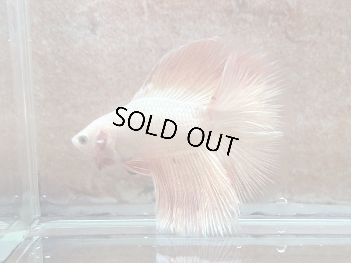 画像1: ベタ　ハーフムーン ♂ (1)