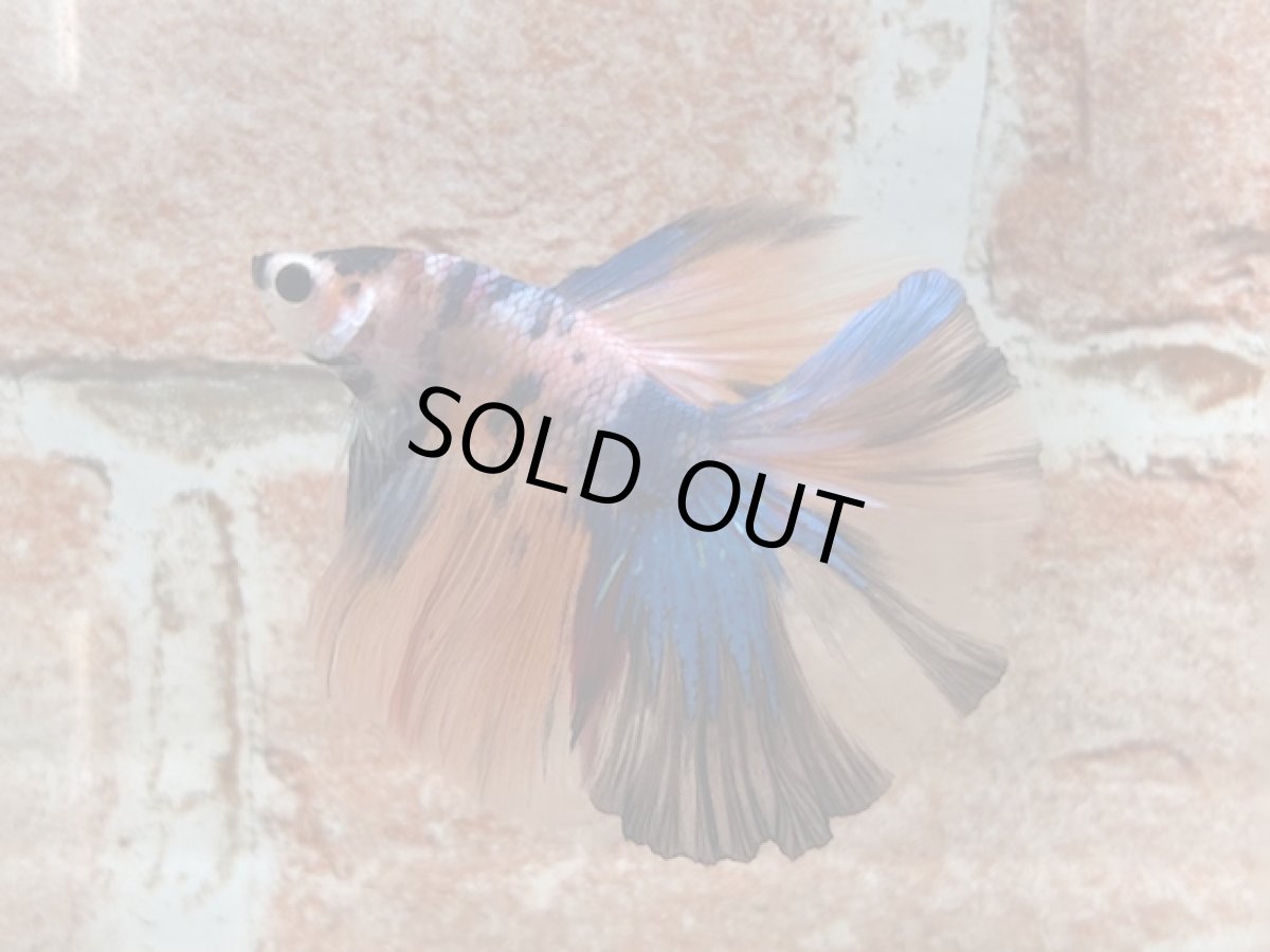 画像1: ベタ　ハーフムーン ♂ (1)