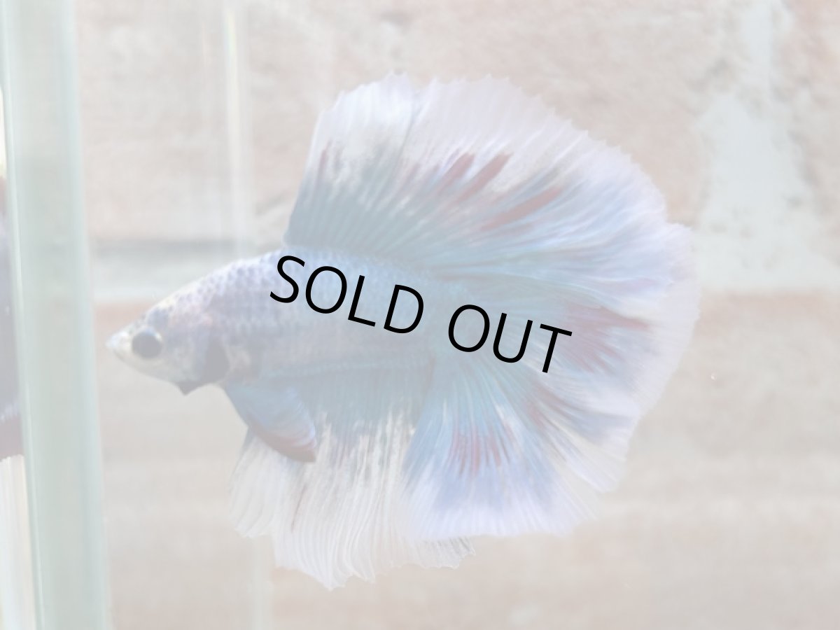 画像1: ベタ　ダブルテール ♂ (1)