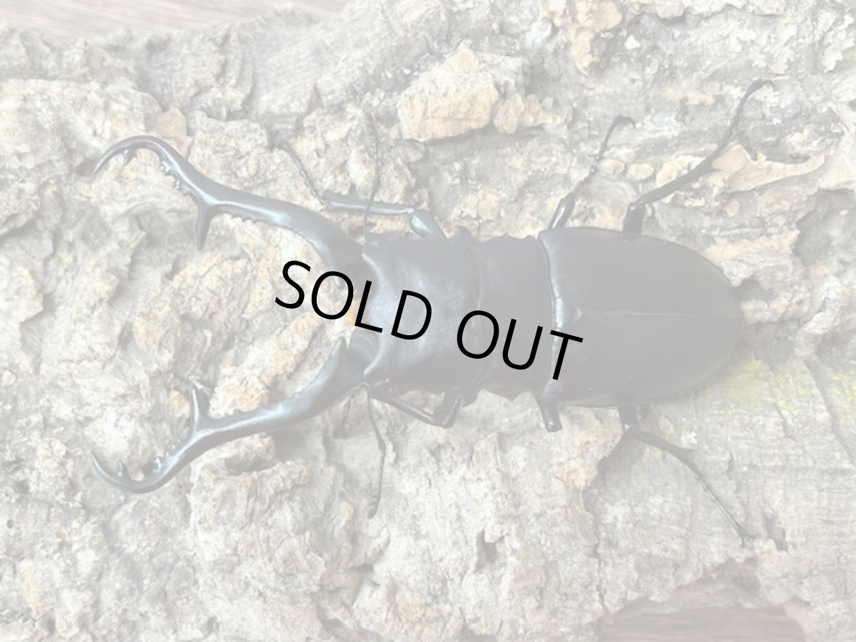 画像1: ギラファノコギリクワガタ（亜種ケイスケ）フローレス産 ペア（累代CB♂100mm 2025/12 ♀45mm 2025/12) (1)