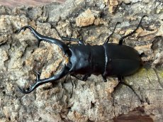 画像1: ギラファノコギリクワガタ（亜種ケイスケ）フローレス産 ペア（累代CB♂100mm 2025/12 ♀45mm 2025/12) (1)